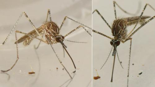 Réf. 219 892 : Culiseta longiareolata